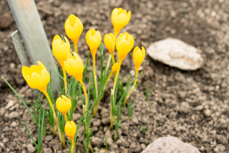 Saint Gallen, Switzerland, February 20, 2025 Crocus Chrysanthus or golden crocus plant at the botanical gardenの写真素材