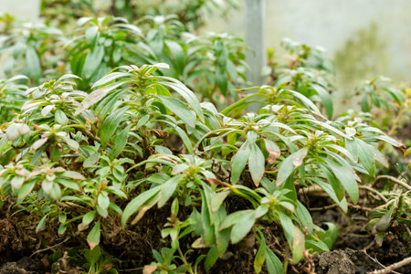 Saint Gallen, Switzerland, February 20, 2025 Penstemon Cardwellii plant at the botanical gardenの写真素材