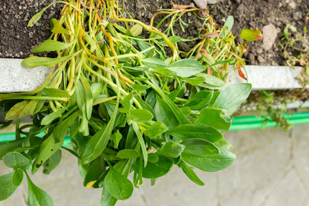 Saint Gallen, Switzerland, February 20, 2025 Scorpiurus Muricatus or caterpillar plant at the botanical gardenの写真素材