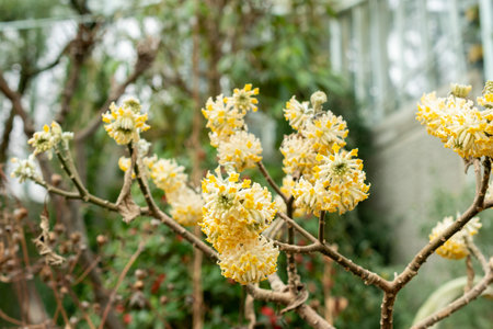 Saint Gallen, Switzerland, February 20, 2025 Edgeworthia Chrysantha or oriental papaer bush plant at the botanical gardenの写真素材