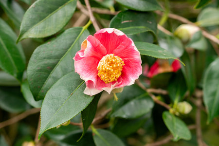 Saint Gallen, Switzerland, February 20, 2025 Camellia plant at the botanical gardenの写真素材
