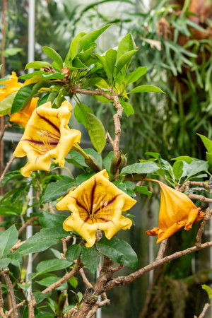 Saint Gallen, Switzerland, February 20, 2025 Solandra Maxima or hawaiian lily plant at the botanical gardenの写真素材