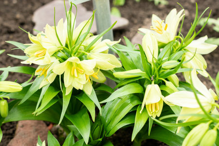 Saint Gallen, Switzerland, February 20, 2025 Fritillaria Raddeana plant at the botanical gardenの写真素材