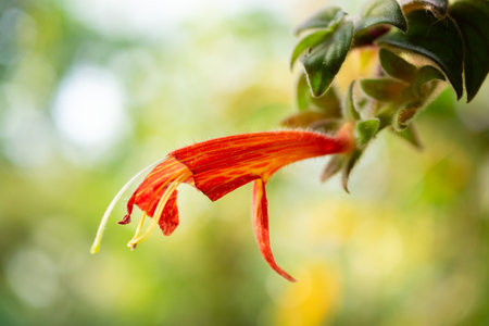 Zurich, Switzerland, March 4, 2025 Columnea Magnifica plant at the botanical gardenの写真素材