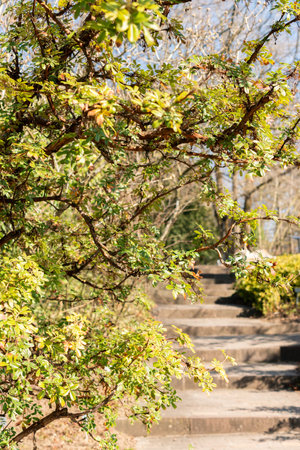 Zurich, Switzerland, March 4, 2025 Ploylepis Australis or tabaquillo plant at the botanical garden