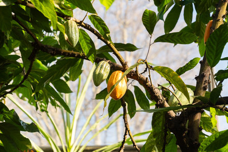 Zurich, Switzerland, March 4, 2025 Theobroma Cacao or cacao tree at the botanical gardenの写真素材