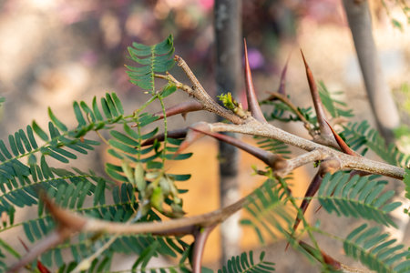 Zurich, Switzerland, March 4, 2025 Vachellia Cornigera or bullhorn acacia plant at the botanical gardenの写真素材
