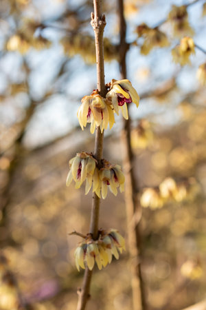 Zurich, Switzerland, March 4, 2025 Chimonanthus Praecox or wintersweet plant at the botanical gardenの写真素材