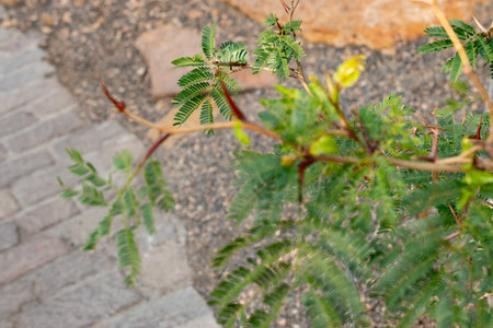 Zurich, Switzerland, March 4, 2025 Vachellia Cornigera or bullhorn acacia plant at the botanical gardenの写真素材