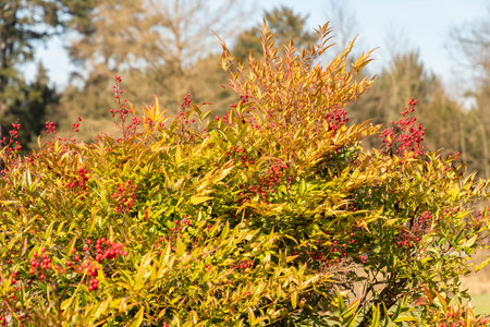 Zurich, Switzerland, March 4, 2025 Nandina Domestica or heavenly bamboo plant at the botanical...
