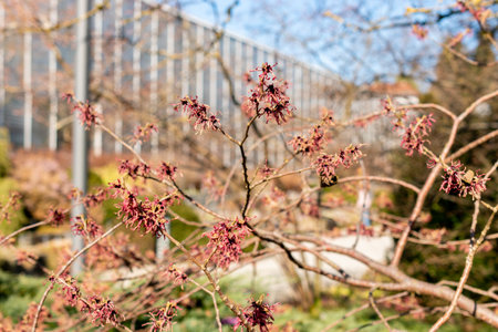 Saint Gallen, Switzerland, March 5, 2025 Hamamelis X Intermedia Ruby Glow or hybrid witch hazel plant at the botanical gardenの写真素材