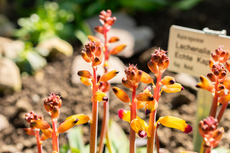 Saint Gallen, Switzerland, March 5, 2025 Lachenalia Aloides plant at the botanical garden