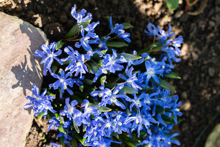 Saint Gallen, Switzerland, March 5, 2025 Chionodoxa Sardensis or lesser glory of the snow plant at...