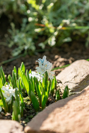 Saint Gallen, Switzerland, March 5, 2025 Puschkinia Scilloides or lebanon squill plant at the botanical gardenの写真素材