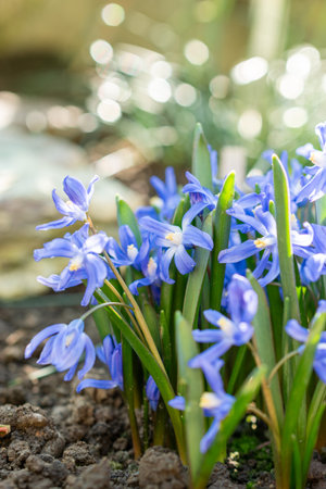 Saint Gallen, Switzerland, March 5, 2025 Chionodoxa Sardensis or lesser glory of the snow plant at...