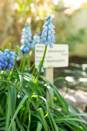 Saint Gallen, Switzerland, March 5, 2025 Muscari Pseudomuscari or chalus grape hyacinth plant at the...