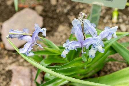 Saint Gallen, Switzerland, March 21, 2025 Iris Graeberiana plant at the botanical gardenの写真素材