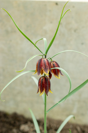 Saint Gallen, Switzerland, March 21, 2025 Fritillaria Ruthenica plant at the botanical gardenの写真素材