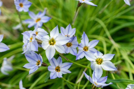 Saint Gallen, Switzerland, March 21, 2025 Ipheion Uniflorum or springstar plant at the botanical gardenの写真素材