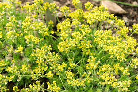Saint Gallen, Switzerland, March 21, 2025 Draba Hispanica plant at the botanical gardenの写真素材