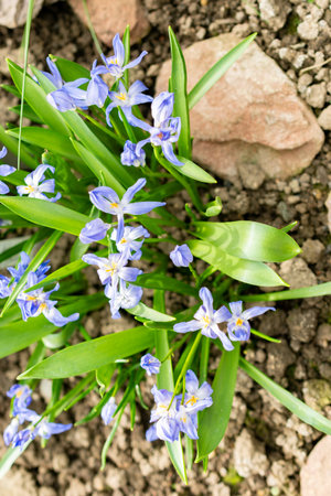 Saint Gallen, Switzerland, March 21, 2025 Chionodoxa Luciliae or bossiers glory of the snow plant at...