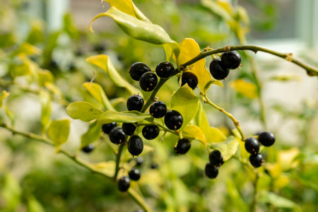 Saint Gallen, Switzerland, March 21, 2025 Sarcococca Confusa or sweet box plant at the botanical...