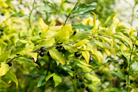 Saint Gallen, Switzerland, March 21, 2025 Sarcococca Confusa or sweet box plant at the botanical...