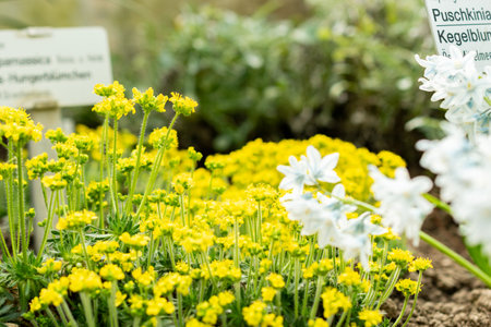 Saint Gallen, Switzerland, March 21, 2025 Draba Parnassica plant at the botanical gardenの写真素材