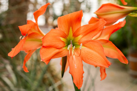 Saint Gallen, Switzerland, March 21, 2025 Hippeastrum Blossfeldias plant at the botanical gardenの写真素材