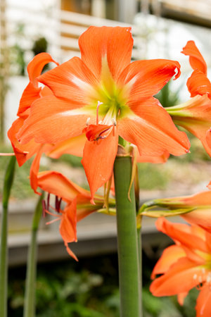 Saint Gallen, Switzerland, March 21, 2025 Hippeastrum Blossfeldias plant at the botanical gardenの写真素材
