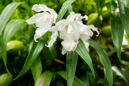 Saint Gallen, Switzerland, March 21, 2025 Coelogyne Cristata plant at the botanical garden