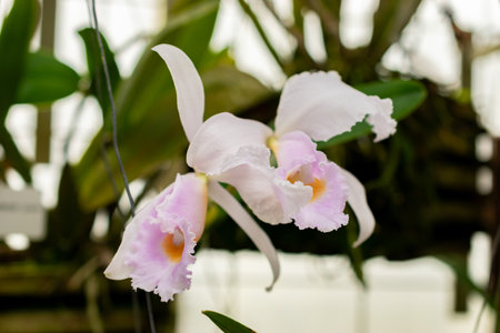 Saint Gallen, Switzerland, March 21, 2025 Cattleya Schroederae plant at the botanical gardenの写真素材
