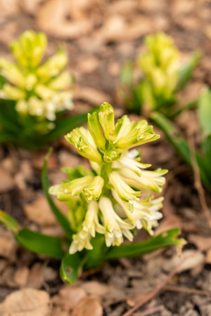 Saint Gallen, Switzerland, March 21, 2025 Hyacinthus Orientalis plant at the botanical gardenの写真素材