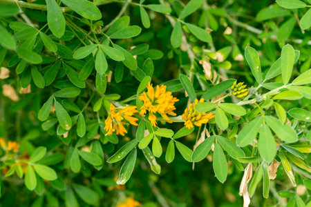 Saint Gallen, Switzerland, March 21, 2025 Medicago Strasseri plant at the botanical gardenの写真素材