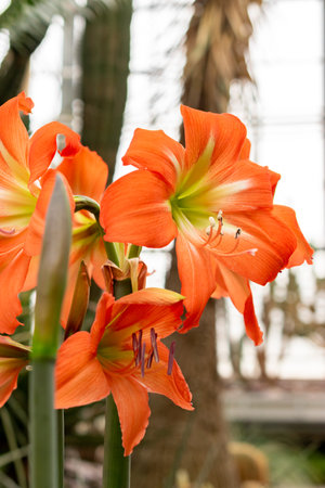 Saint Gallen, Switzerland, March 21, 2025 Hippeastrum Blossfeldias plant at the botanical gardenの写真素材