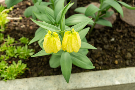 Saint Gallen, Switzerland, April 4, 2025 Fritillaria Pallidiflora or siberian fritillary plant at the botanical gardenの写真素材