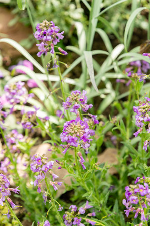 Saint Gallen, Switzerland, April 4, 2025 Hesperis Bicuspidata plant at the botanical gardenの写真素材