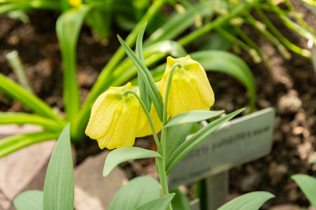 Saint Gallen, Switzerland, April 4, 2025 Fritillaria Pallidiflora or siberian fritillary plant at the botanical gardenの写真素材
