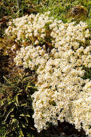 Saint Gallen, Switzerland, April 4, 2025 Saxifraga Marginata var Coriophylla or kabschia saxifraga plant at the botanical gardenの写真素材