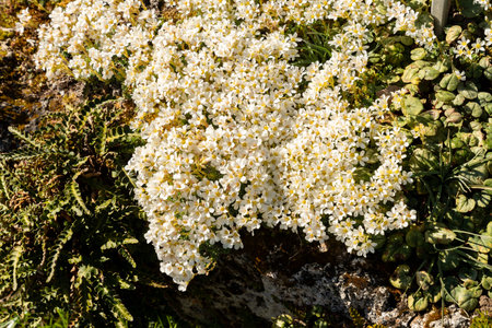 Saint Gallen, Switzerland, April 4, 2025 Saxifraga Marginata var Coriophylla or kabschia saxifraga plant at the botanical gardenの写真素材