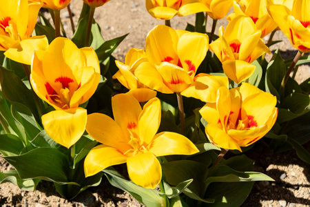Saint Gallen, Switzerland, April 4, 2025 Tulipa Kaufmanniana Stresa hybrid plant at the botanical gardenの写真素材