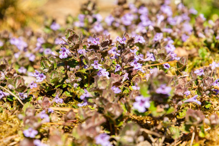 Saint Gallen, Switzerland, April 4, 2025 Glechoma Hederacea or ground ivy plant at the botanical gardenの写真素材