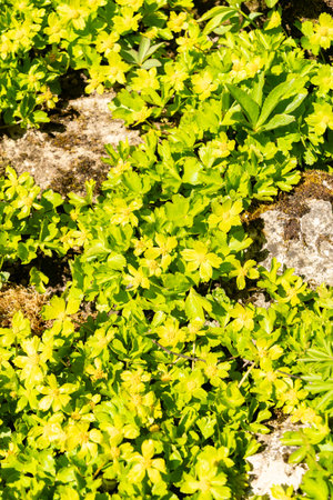 Saint Gallen, Switzerland, April 4, 2025 Hacquetia Epipactis plant at the botanical garden