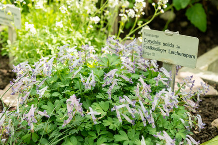 Saint Gallen, Switzerland, April 4, 2025 Corydalis Solida or fumewort plant at the botanical gardenの写真素材