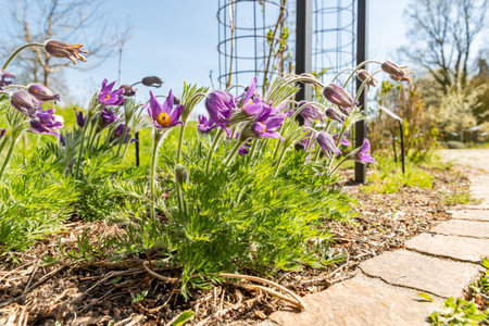 Zurich, Switzerland, April 8, 2025 Anemone Pulsatilla or pasqueflower at the botanical gardenの写真素材