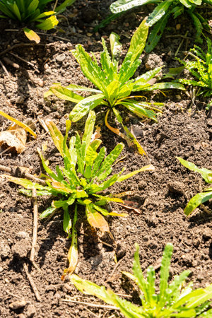 Zurich, Switzerland, April 8, 2025 Reseda Luteola or dyers rocket plant at the botanical gardenの写真素材