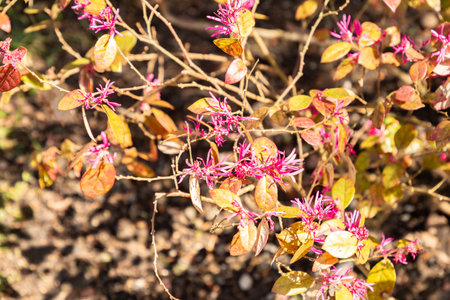 Zurich, Switzerland, April 8, 2025 Loropetalum Chinensis var Rubra plant at the botanical gardenの写真素材