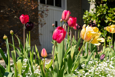 Saint Gallen, Switzerland, April 19, 2025 Different tulip flowers at the botanical gardenの写真素材