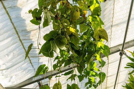 Saint Gallen, Switzerland, April 19, 2025 at the botanical gardenの写真素材