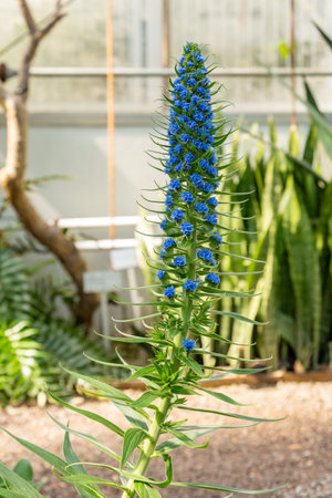 Saint Gallen, Switzerland, April 19, 2025 Echium Candicans or pride of Madeira plant at the...